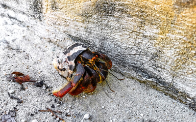 Fototapeta premium Large hermit crab crawls on beach sand Isla Contoy Mexico.