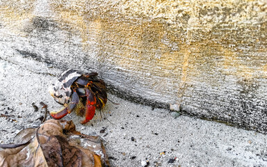 Large hermit crab crawls on beach sand Isla Contoy Mexico.