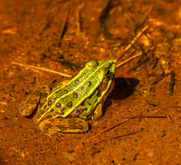 The edible frog (Pelophylax esculentus) in shallow water
