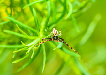 male of flower crab spider (Misumena vatia)