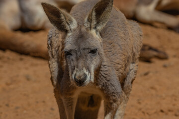 portrait kangaroo in the wild	
