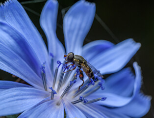 hoverfly on blue flower of chicory