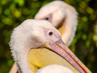rosy or great white pelican (Pelecanus onocrotalus) detailed portrait