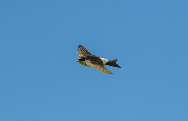 house martin (Delichon urbicum) in flight