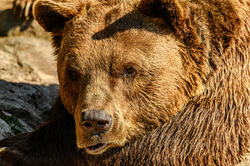 brown bear (Ursus arctos) making a face