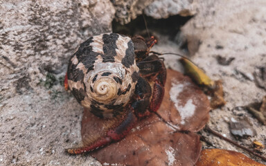 Large hermit crab crawls on beach sand Isla Contoy Mexico.