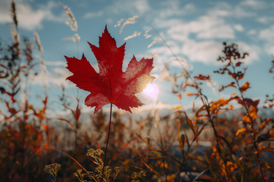 Thanksgiving Day in Canada, Hand holding red autumn leaf closeup. Maple fall leaves in park. Hello october concept. Nature change mood. National Holiday