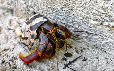 Large hermit crab crawls on beach sand Isla Contoy Mexico.