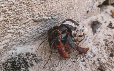 Large hermit crab crawls on beach sand Isla Contoy Mexico.