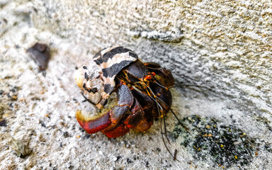 Large hermit crab crawls on beach sand Isla Contoy Mexico.
