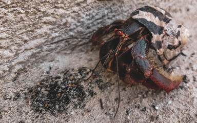 Large hermit crab crawls on beach sand Isla Contoy Mexico.