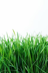 A field of green grass with a white background. The grass is tall and lush, creating a serene and peaceful atmosphere