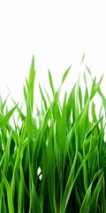A field of green grass with a white background. The grass is tall and lush, giving the impression of a healthy and vibrant environment