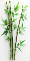 Three bamboo stalks are shown in a row, with the middle one being the tallest. Concept of calm and serenity, as the bamboo is a symbol of peace and tranquility in many cultures