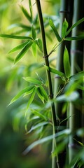 Obraz premium A green bamboo plant with leaves and a stem