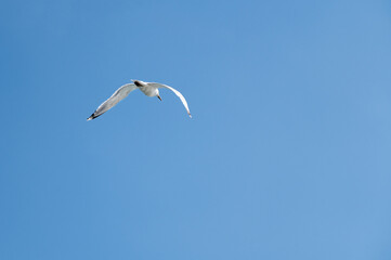Close-up of a seagull flying on blue sky background. Animals, birds, freedom and loneliness concepts