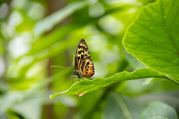 Butterfly on a green leaf in nature