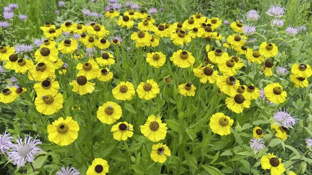 Helenium-Hybride
