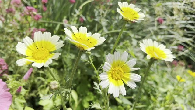 Floraedible, Chrysanthemum, coronarium