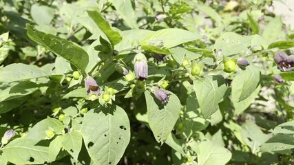 Deadly Nightshade, Atropa bella-donna