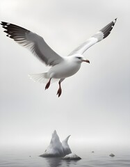 Obraz premium seagull in flight