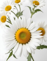 Fototapeta premium daisies isolated on white background