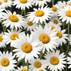 Obraz premium daisies on white background