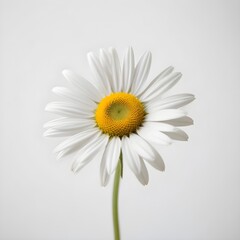 daisy on white