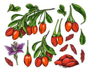Goji berries lifecycle vector illustration.