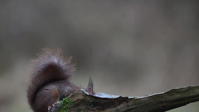 Red squirrel looking for food on dead branch in heavy rain, european red squirrel, winter, north rhine westphalia, (sciurus vulgaris), germany