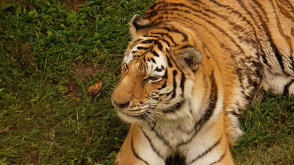 A Tiger at the Saint Louis Zoo, STL Zoo