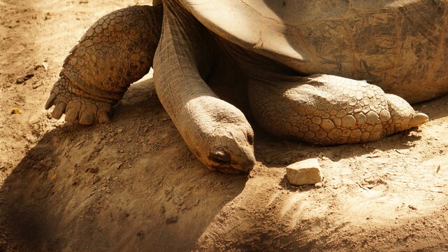 A Galapagos Tortoise at the Saint Louis Zoo, STL Zoo