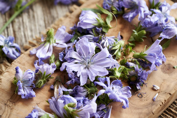 Chopped wild chicory flowers on a wooden cutting board - preparation of tincture