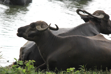 close up shot of buffalo italian buffalo and indian buffalo
