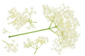 Elderberry flower or Sambucus nigra isolated on a white background.