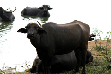 close up shot of buffalo italian buffalo and indian buffalo