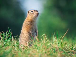 Prairie dog standing on its hind legs and looking around