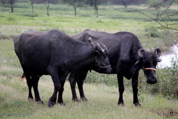 close up shot of buffalo italian buffalo and indian buffalo