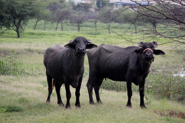 close up shot of buffalo italian buffalo and indian buffalo