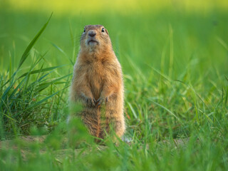 Prairie dog standing on its hind legs and looking around