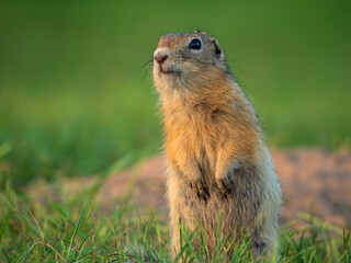Prairie dog standing on its hind legs and looking around
