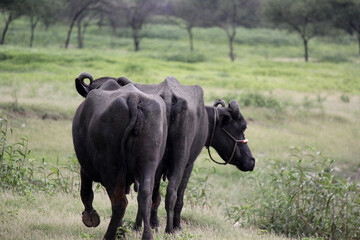 close up shot of buffalo italian buffalo and indian buffalo