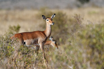 Antelope in the savannah of Africa