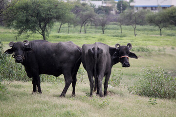 close up shot of buffalo italian buffalo and indian buffalo