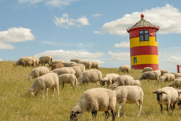 Fototapeta premium Schafe am Leuchtturm von Pilsum