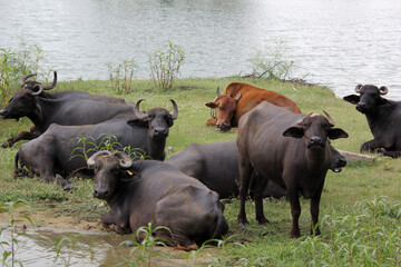 close up shot of buffalo italian buffalo and indian buffalo