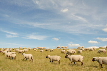 Obraz premium Schafe am Leuchtturm von Pilsum