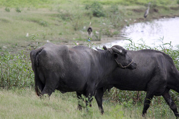 close up shot of buffalo italian buffalo and indian buffalo
