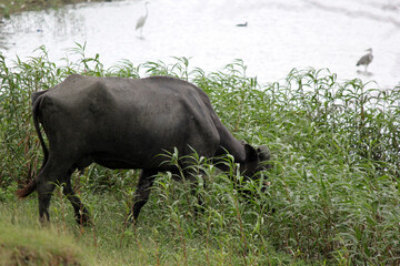 close up shot of buffalo italian buffalo and indian buffalo