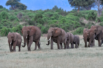 Fototapeta premium big elephant in the savannah of Africa
